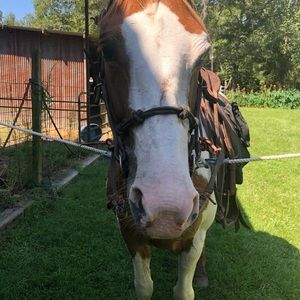 Meet your Posher, Patricia